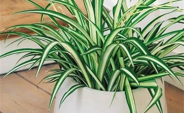 擺放植物降低甲醛濃度.png